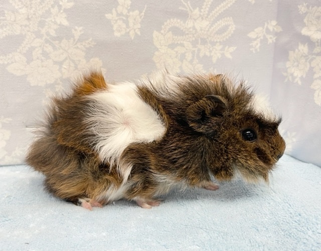 アビシニアンモルモット