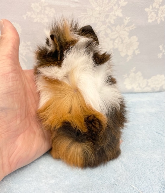 アビシニアンモルモット