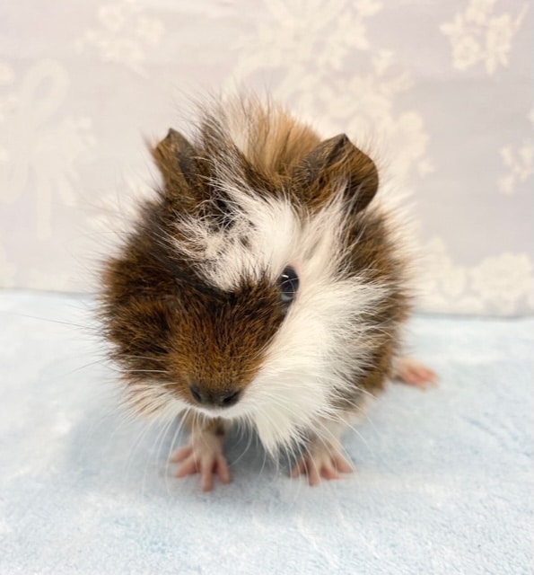 アビシニアンモルモット