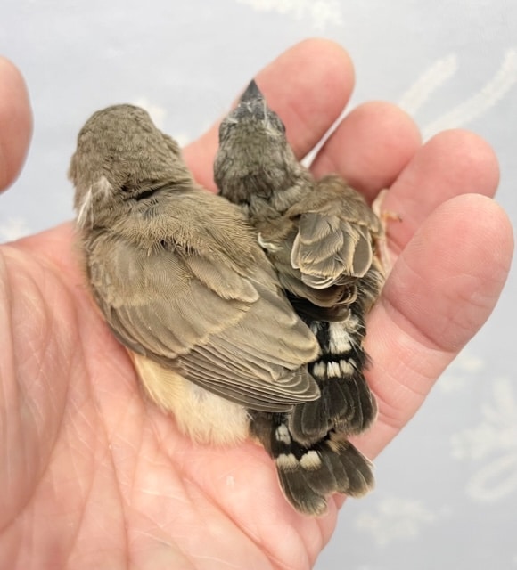 錦花鳥（キンカチョウ）