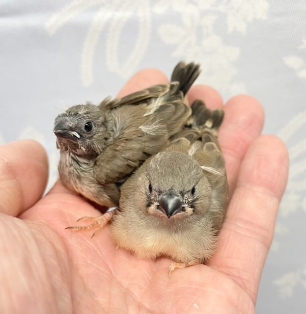 錦花鳥（キンカチョウ）