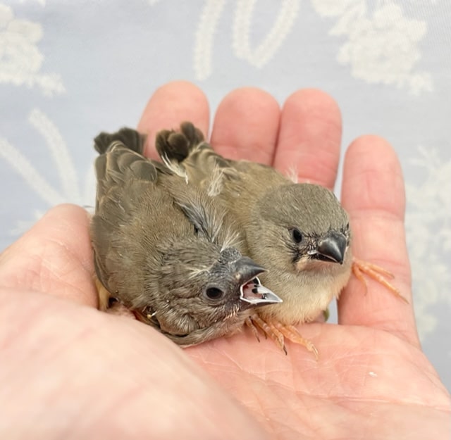 錦花鳥（キンカチョウ）