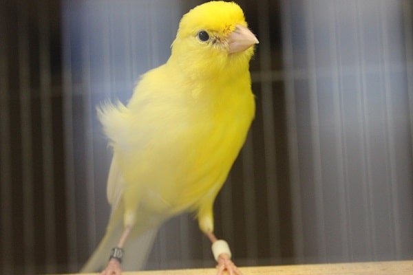 レモンカナリア