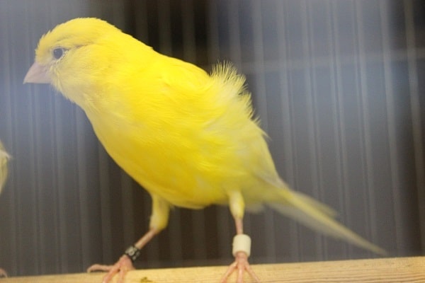 レモンカナリア