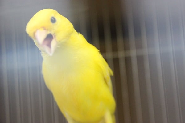 レモンカナリア