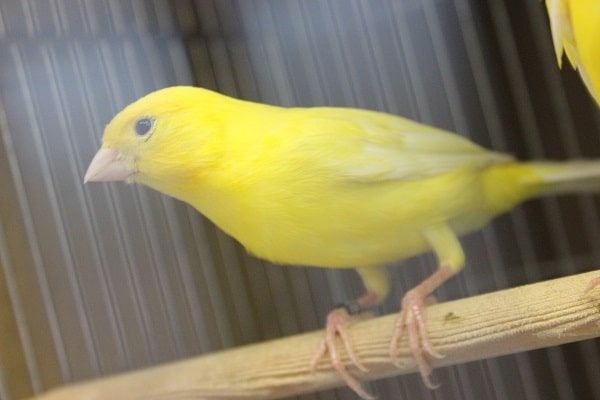 レモンカナリア