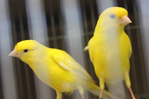 レモンカナリア