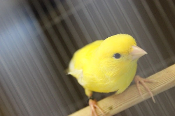 レモンカナリア