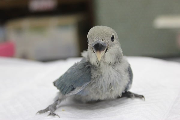 コザクラインコ（小桜インコ）