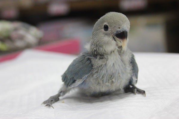 コザクラインコ（小桜インコ）