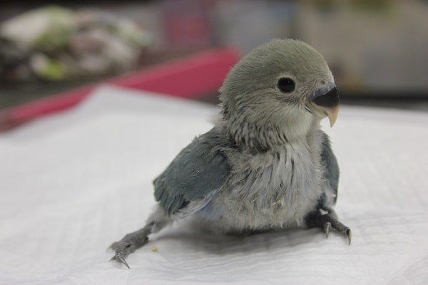 コザクラインコ（小桜インコ）