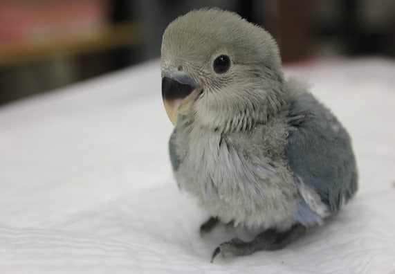 コザクラインコ（小桜インコ）