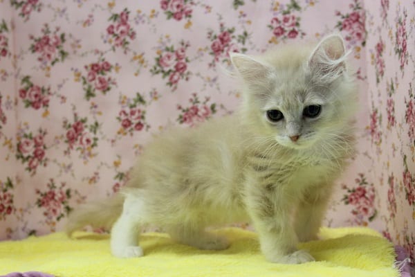 スコティッシュフォールド