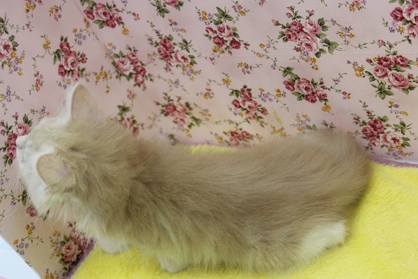 スコティッシュフォールド