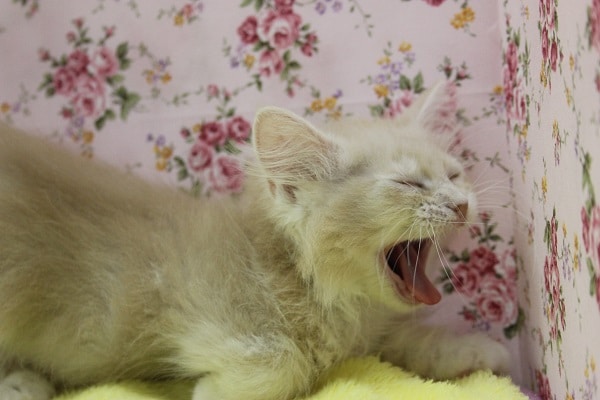 スコティッシュフォールド