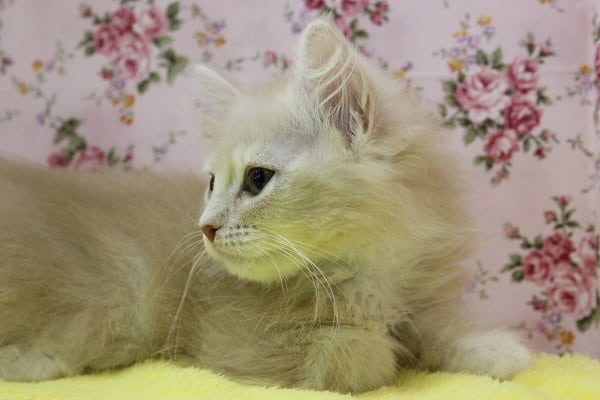 スコティッシュフォールド