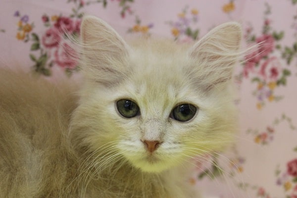 スコティッシュフォールド