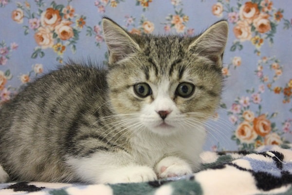 緊張のまなざし…🥺💙短足マンチカンくん男のコ♂ マンチカン