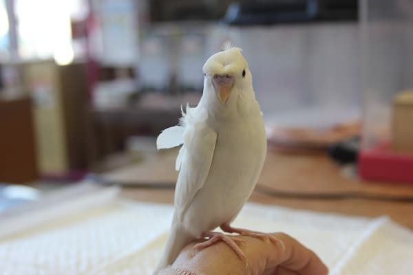 羽衣セキセイインコ
