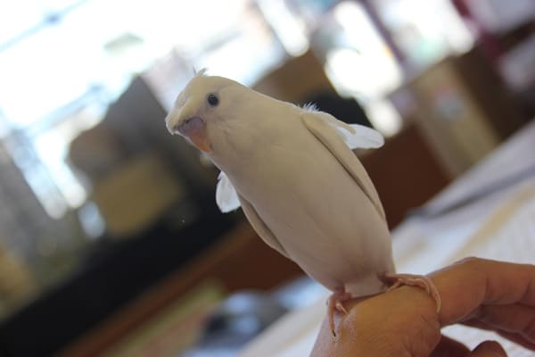 羽衣セキセイインコ