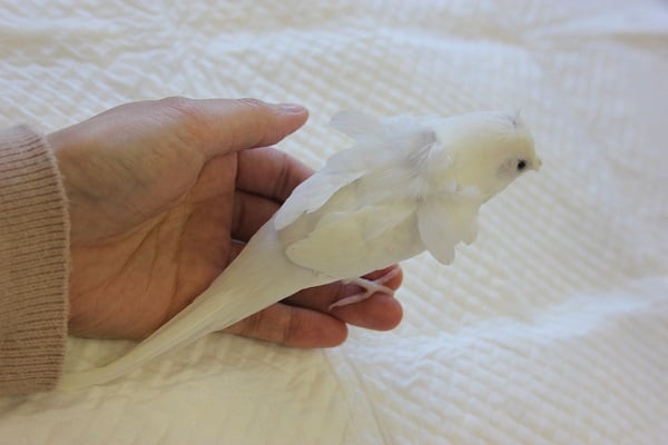 羽衣セキセイインコ