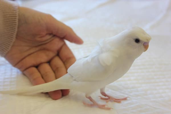 羽衣セキセイインコ
