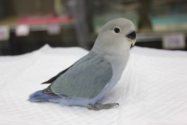 コザクラインコ（小桜インコ）