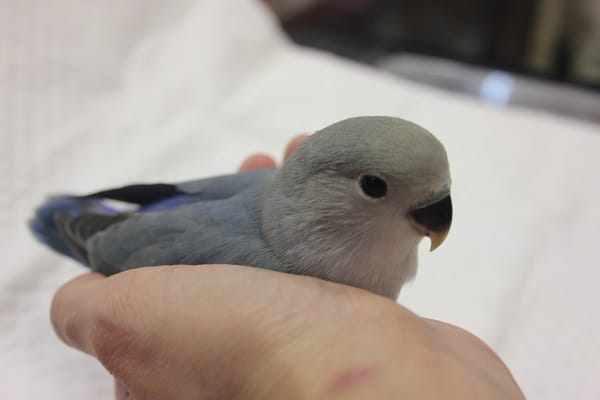 コザクラインコ（小桜インコ）