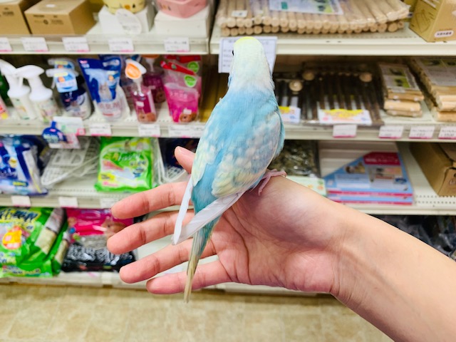 セキセイインコ