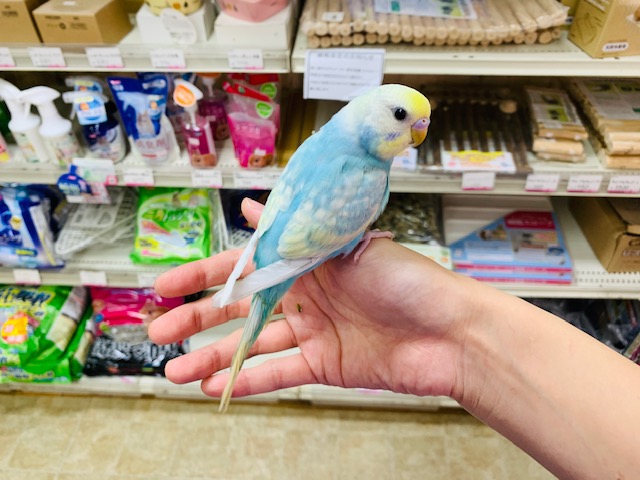 セキセイインコ