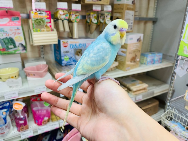 セキセイインコ