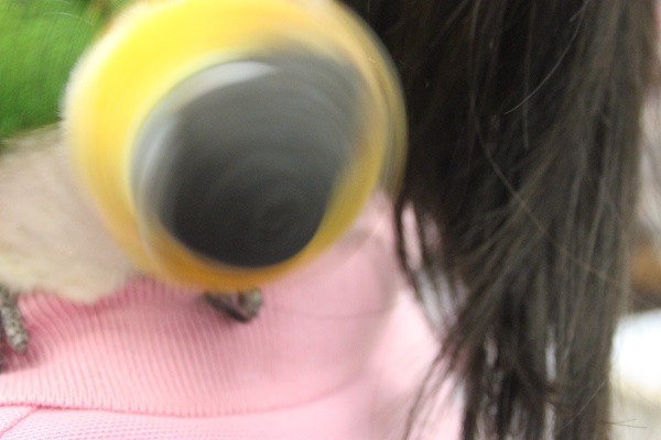 ズグロシロハラインコ