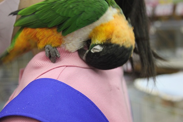 ズグロシロハラインコ