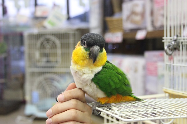 ズグロシロハラインコ