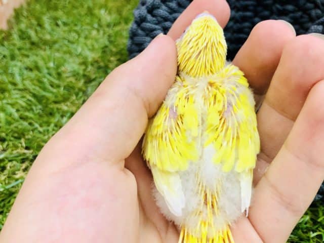 セキセイインコ