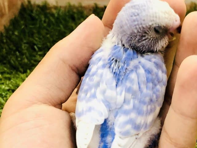 セキセイインコ