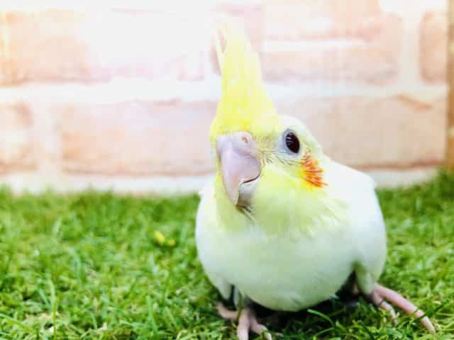 オカメインコ