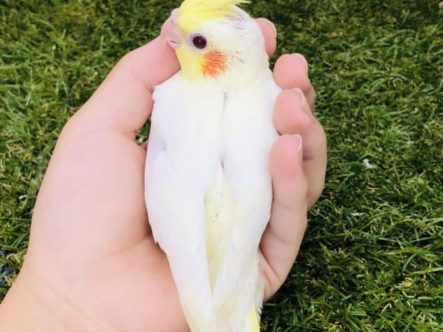 オカメインコ