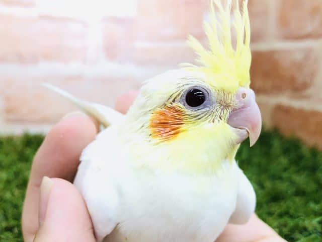 オカメインコ