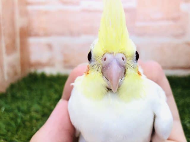 オカメインコ