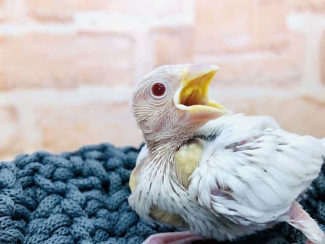 シルバーイノ文鳥