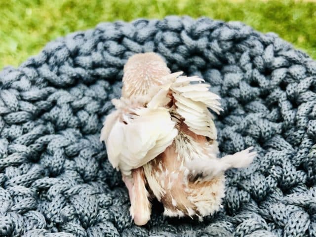 シルバーイノ文鳥