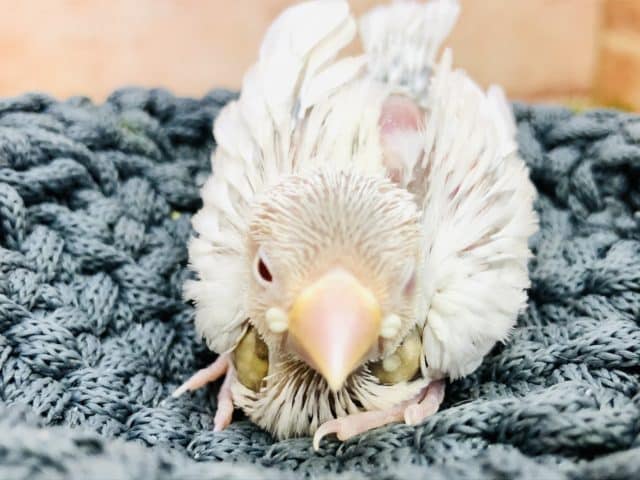 シルバーイノ文鳥