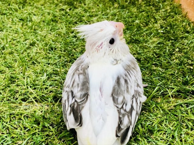 オカメインコ