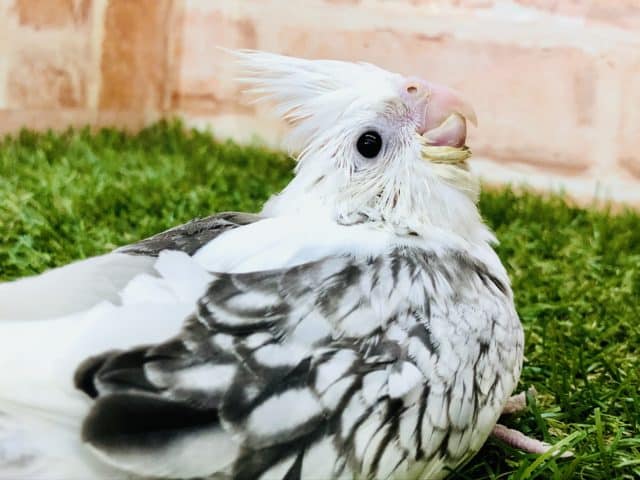 オカメインコ