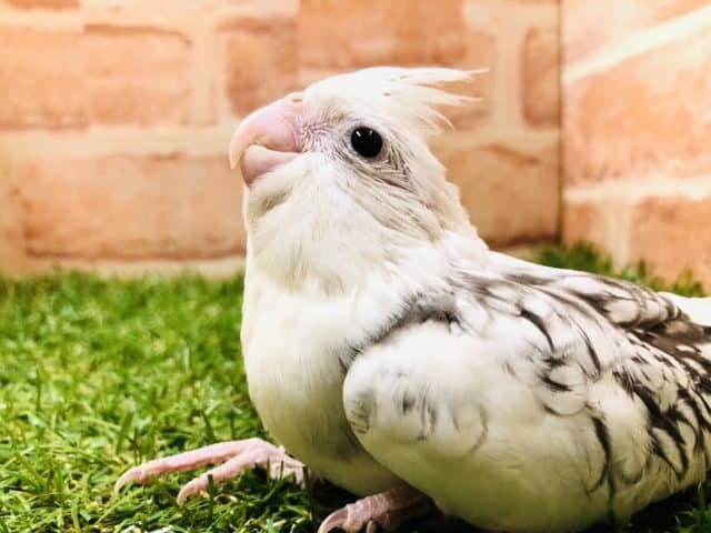 オカメインコ