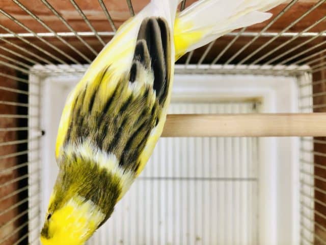 ローラーカナリア