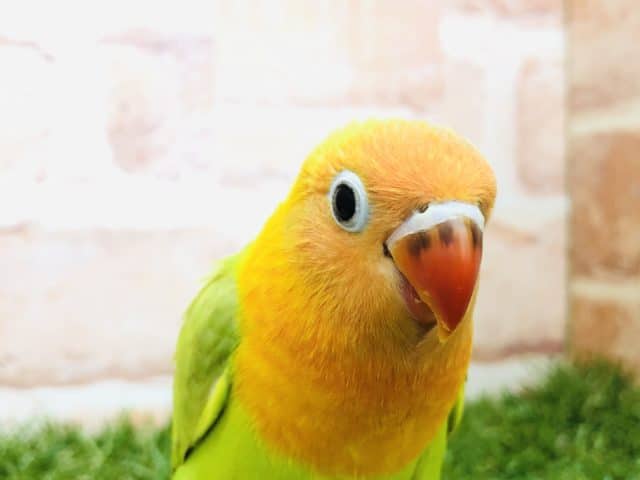 ヤマブキボタンインコ