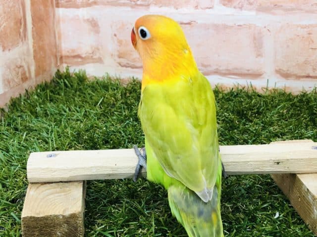 ヤマブキボタンインコ