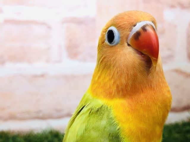 人気のボタンちゃん再び!? ボタンインコ ヤマブキ R4 9/28撮影 ヤマブキボタンインコ